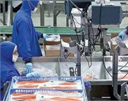 Fish Packing Centre